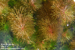 Limnophila