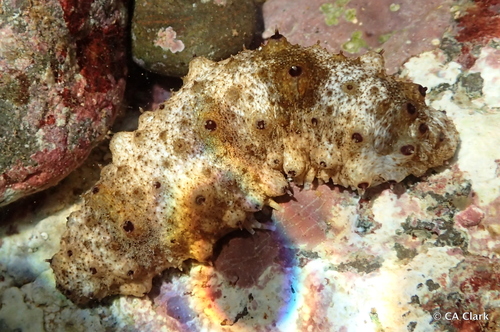 Stubborn Sea Cucumber (Holothuria pervicax) · iNaturalist