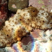 Stubborn Sea Cucumber - Photo (c) sea-kangaroo, some rights reserved (CC BY-NC-ND), uploaded by sea-kangaroo