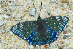 Dichorragia nesimachus