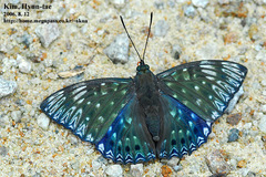 Dichorragia nesimachus