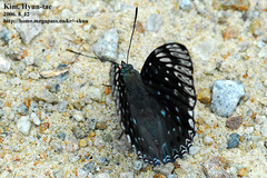 Dichorragia nesimachus