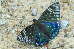 Dichorragia nesimachus