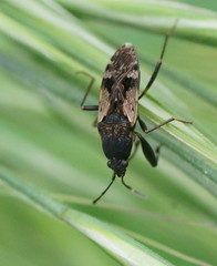Euander lacertosus