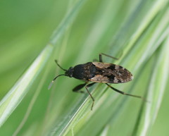 Euander lacertosus