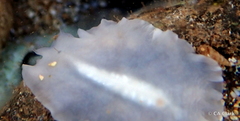 Pericelis hymanae