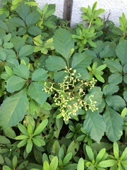 Causonis japonica