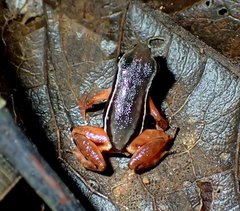 Silverstoneia flotator