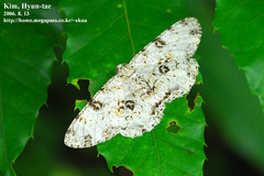 Ophthalmitis albosignaria