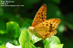 Argynnis sagana