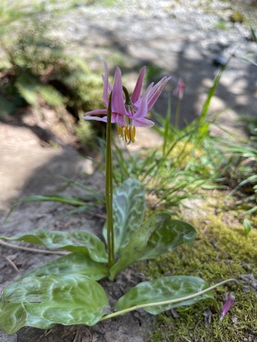 Erythronium revolutum