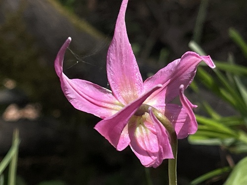 Erythronium revolutum