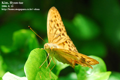 Argynnis sagana