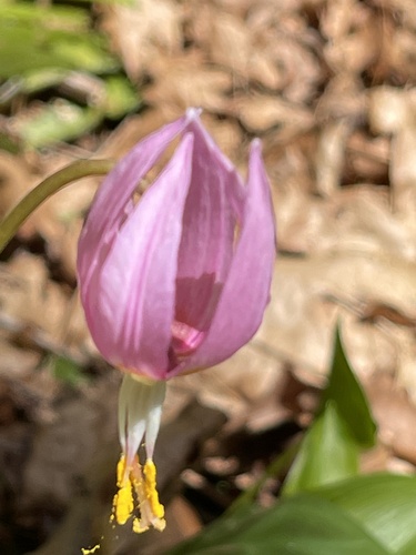 Erythronium revolutum