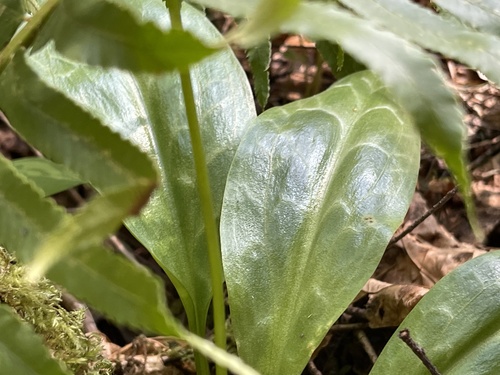 Erythronium revolutum