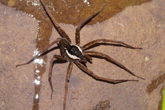Dolomedes instabilis