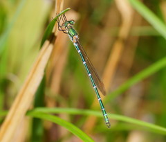 Austrolestes cingulatus