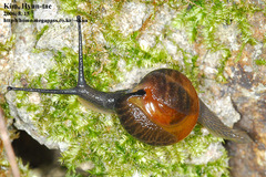 Bekkochlamys