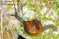 Bekkochlamys