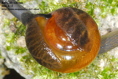 Bekkochlamys