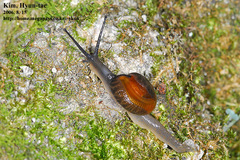 Bekkochlamys