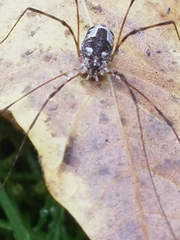 Leptobunus parvulus
