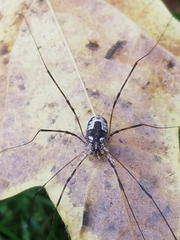 Leptobunus parvulus
