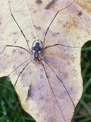 Leptobunus parvulus