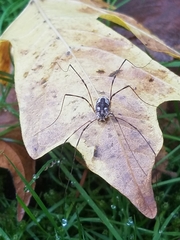 Leptobunus parvulus