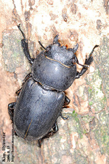 Serrognathus titanus castanicolor
