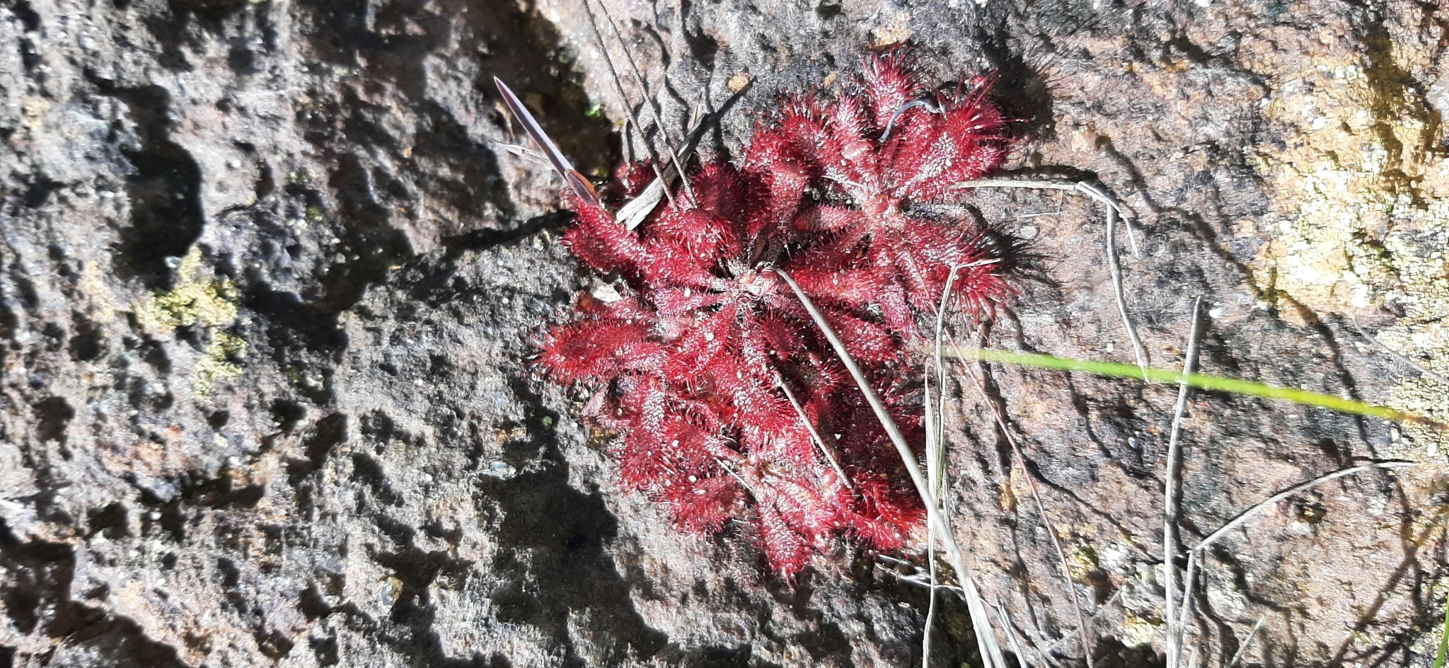 Drosera montana