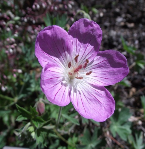 Geranium californicum G.N.Jones & F.F.Jones