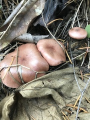 Gomphidius subroseus