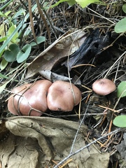 Gomphidius subroseus