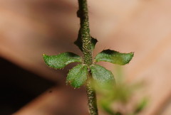 Tetratheca bauerifolia