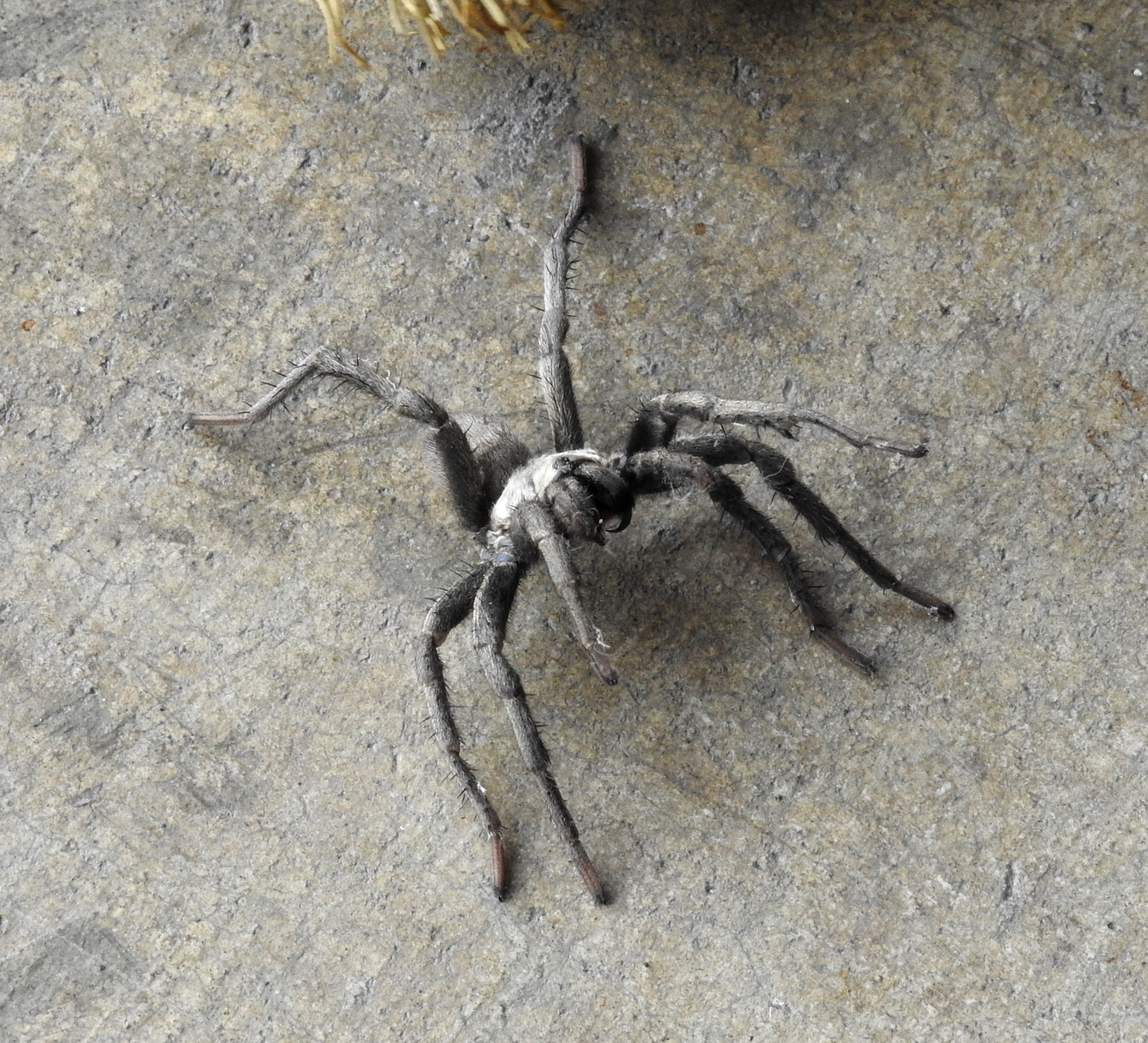 Calisoga longitarsis (Simon, 1891)