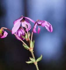 Tetratheca bauerifolia