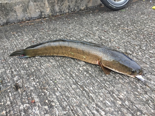 Striped Snakehead, photo 9 of 9