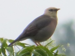 Acridotheres burmannicus