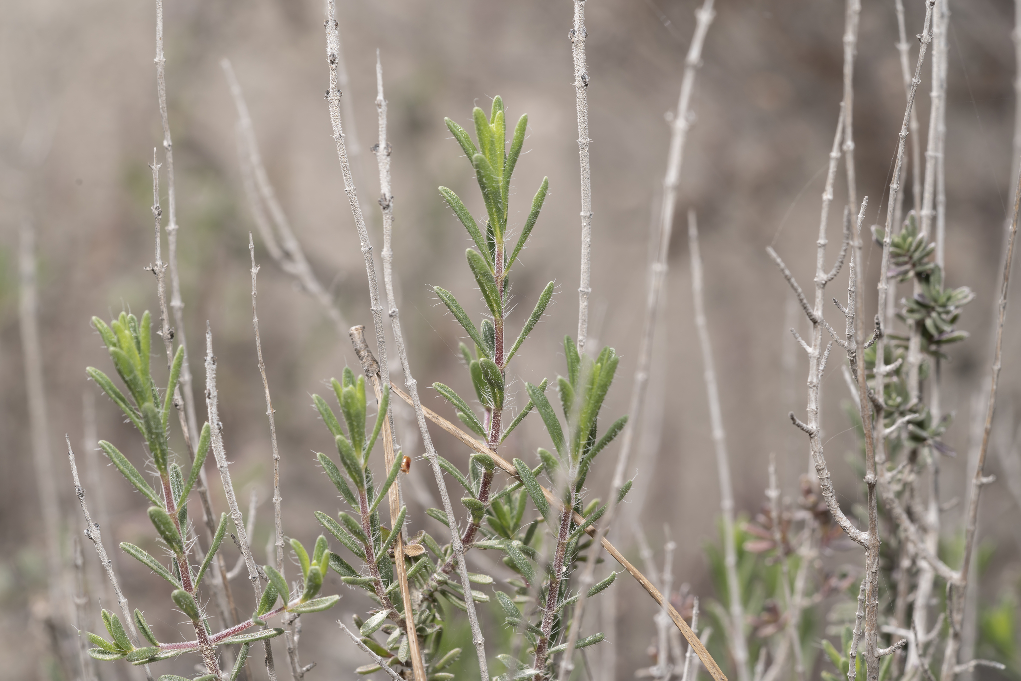 Spiked Savoury (Thymbra spicata)