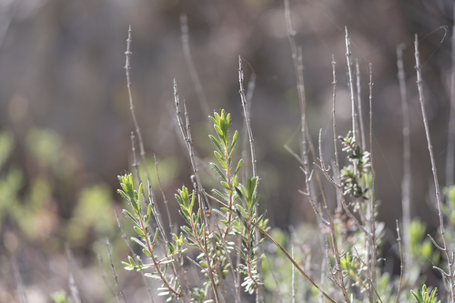 Thymbra spicata, photograph 1