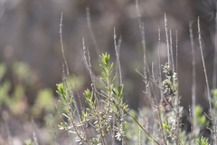 Thymbra spicata, photograph (c) Eleftherios Katsillis, some rights reserved (CC BY)
