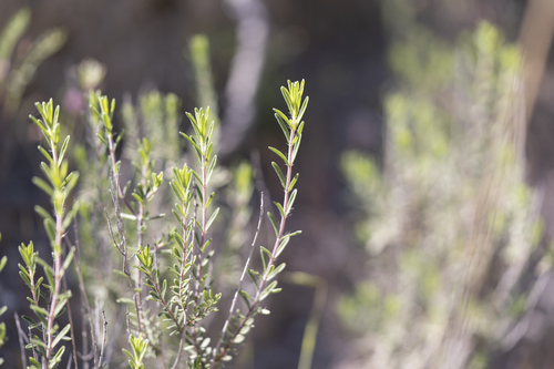 Thymbra spicata, photograph 2