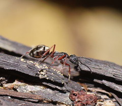 Camponotus suffusus
