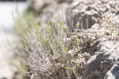 Thymbra spicata, photograph (c) Eleftherios Katsillis, some rights reserved (CC BY)