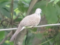 Streptopelia chinensis