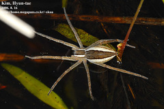 Dolomedes sulfureus