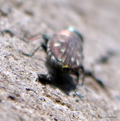 Chrysobothris octocola