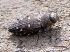 Chrysobothris octocola
