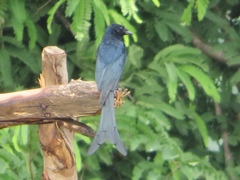 Dicrurus macrocercus